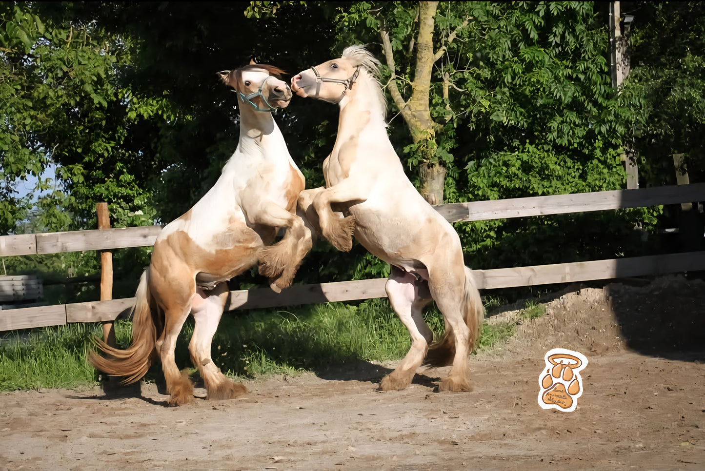 Mini-shooting 📷 10 Photos HD