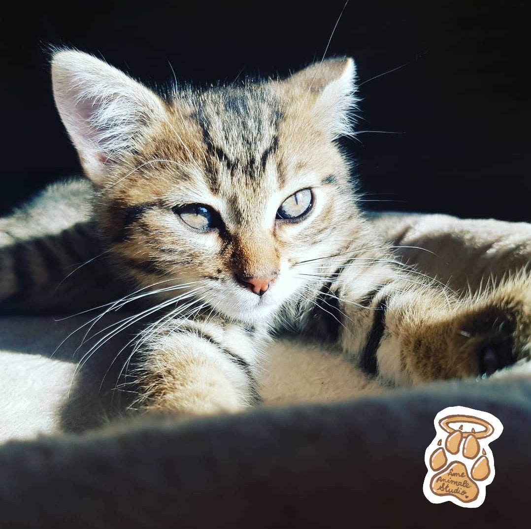 Mini-shooting 📷 10 Photos HD