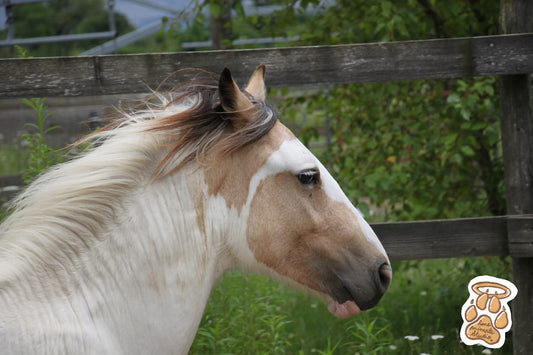 Mini-shooting 📷 10 Photos HD