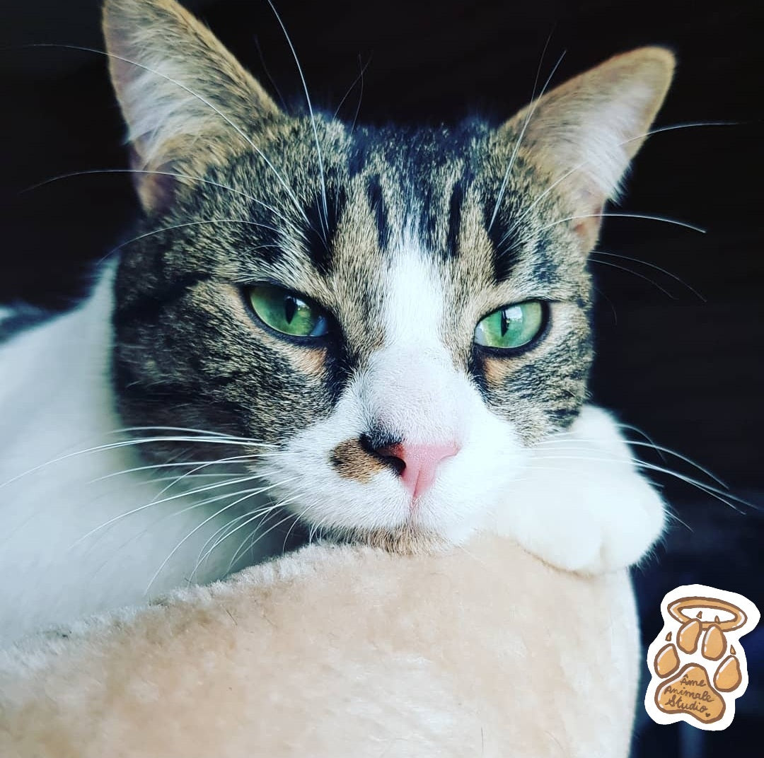 Mini-shooting 📷 10 Photos HD